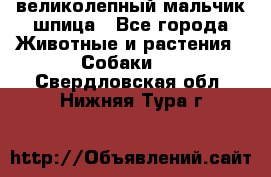 великолепный мальчик шпица - Все города Животные и растения » Собаки   . Свердловская обл.,Нижняя Тура г.